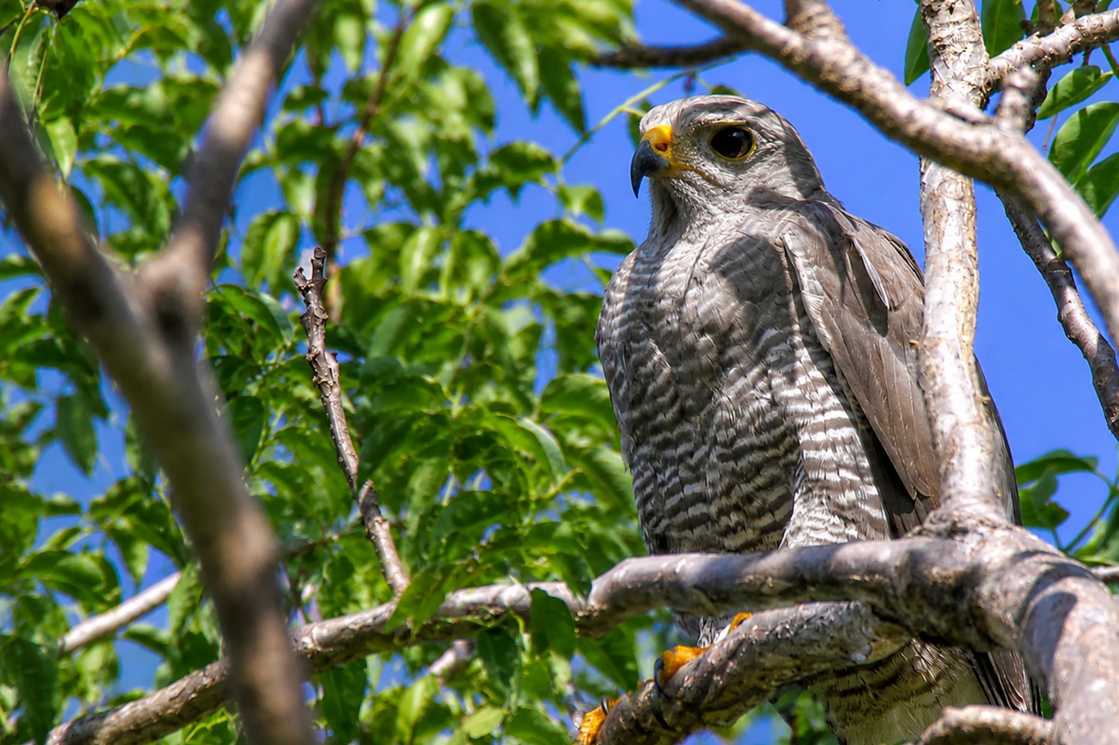 Gray hawk perched in the canopy above Casa Querida, against the blue Mérida sky