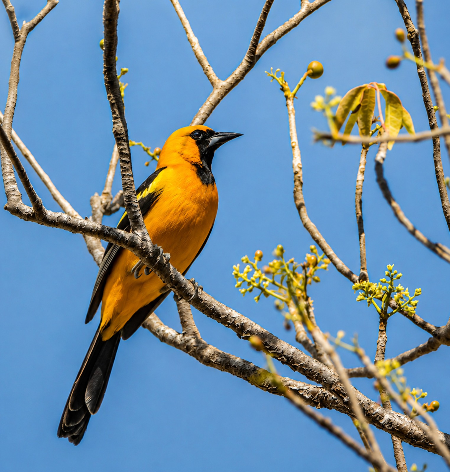 Orange Oriole, endemic to the Yucatán, perched on a branch above Casa Querida