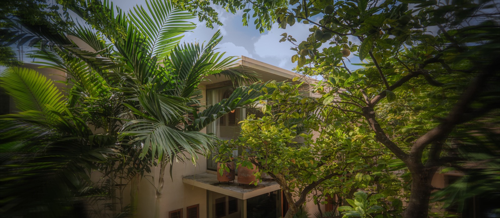 The garden canopy rising over the house at Casa Querida