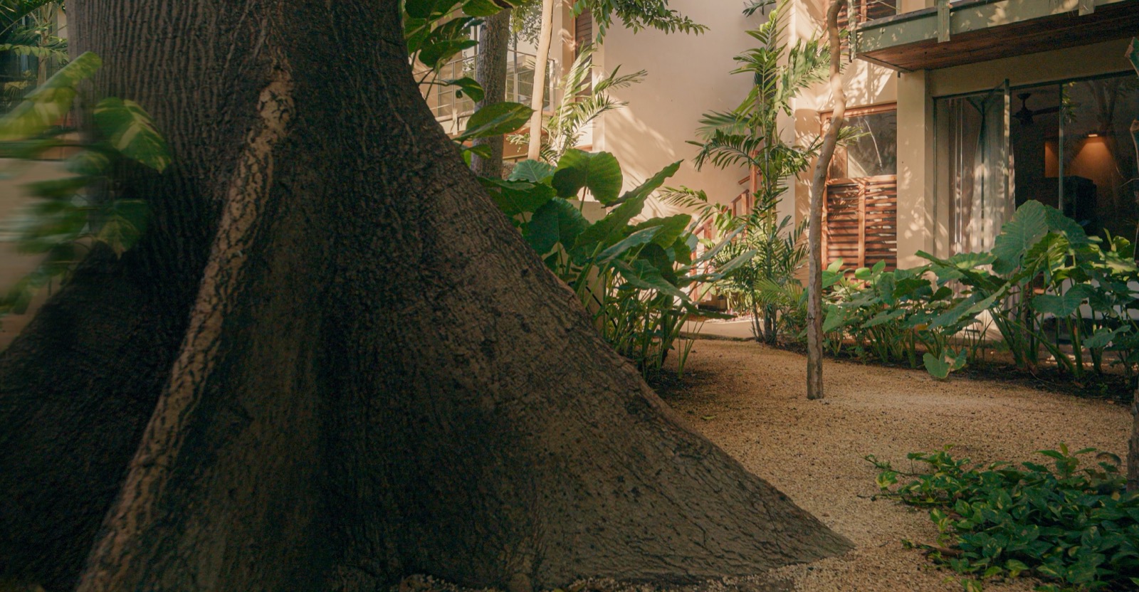 The buttressed trunk of the ceiba the house was built around