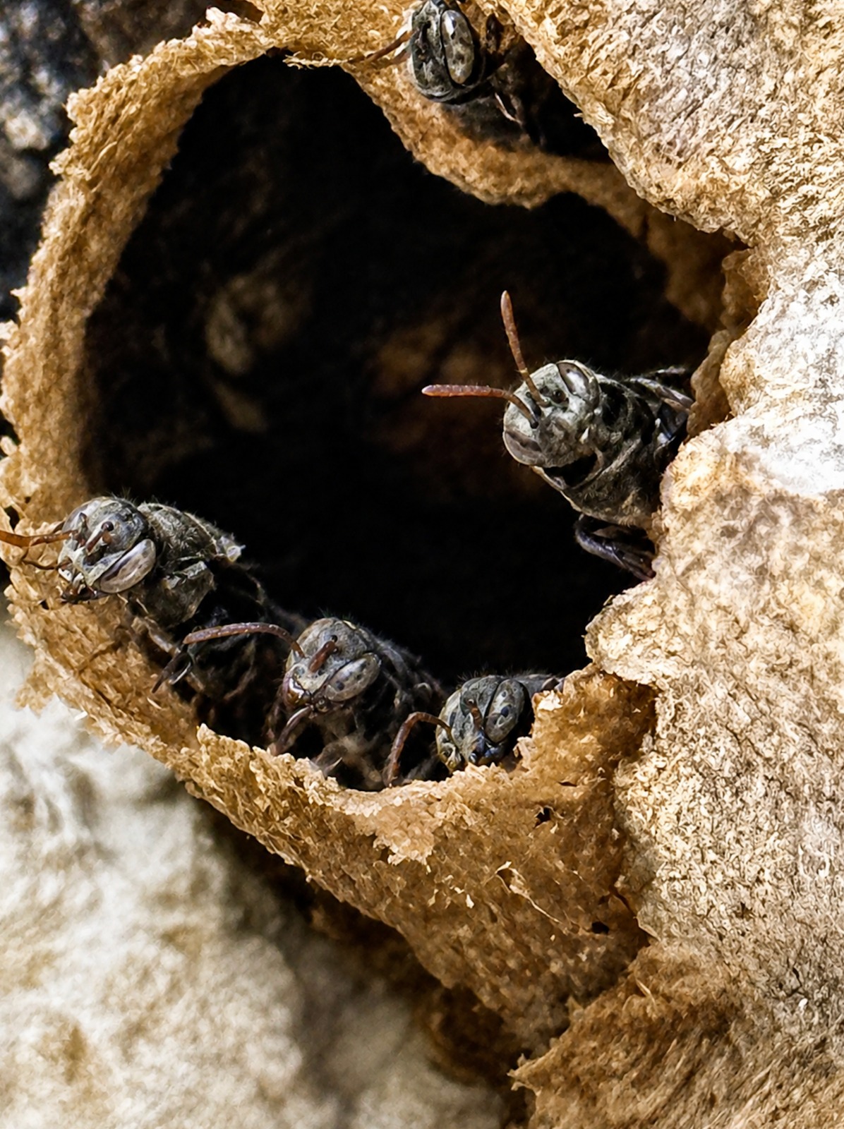 Melipona stingless bees at the cerumen entrance of their nest in the chakah tree at Casa Querida