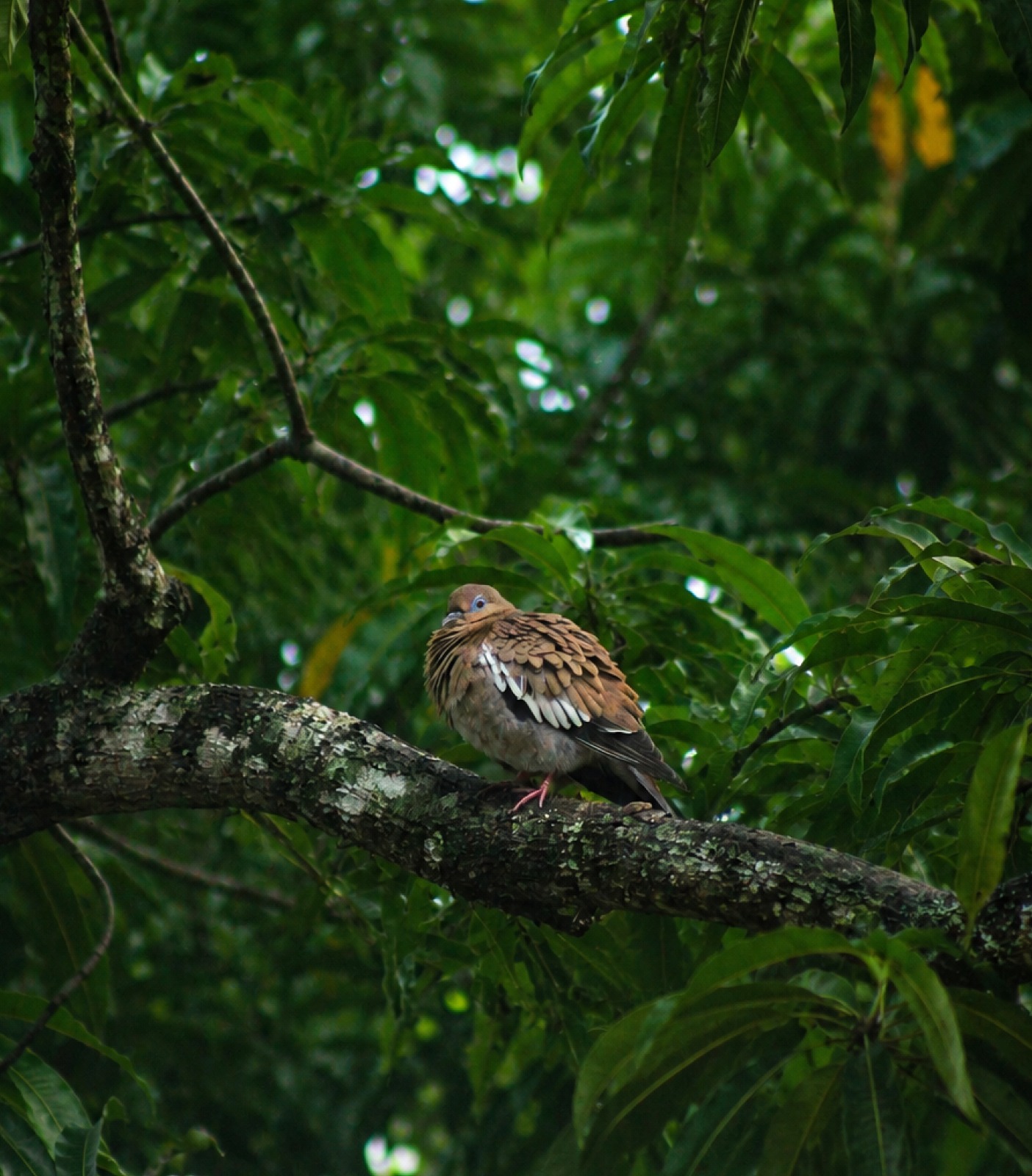 White-winged dove perched on a branch in the green garden canopy at Casa Querida